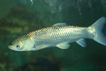 Grass carp (Ctenopharyngodon idellus) in Japan