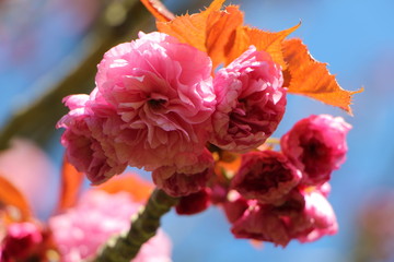 Fleurs de cerisier japonais