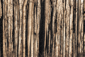 Trees. Shenandoah National Park