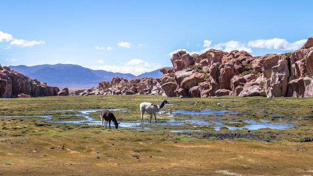 Llamas in Bolivean altiplano with rock formations on background - Potosi Department, Bolivia