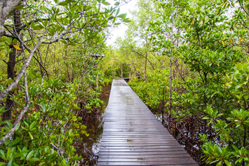 Fototapeta premium Walkway in mangrove forests, Thailand