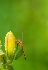 Dragonfly sitting on the flower buds of daylilies on blurred green background with place for text vertical location of the frame