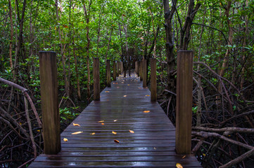 Walkway in mangrove forests, Thailand