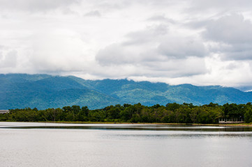 Mangrove forest with overcast