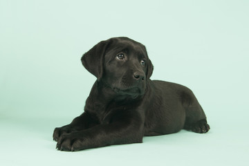 Chocolate Labrador puppy on green background