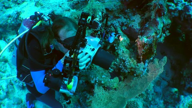 Underwater photographer takes pictures of Gorgonian fan coral.

