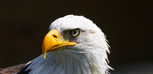 Weißkopfseeadler, Haliaeetus leucocephalus