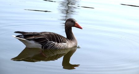 Swimming goose on the lake