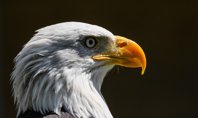 Weißkopfseeadler, Haliaeetus leucocephalus