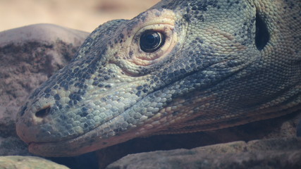 Leguan