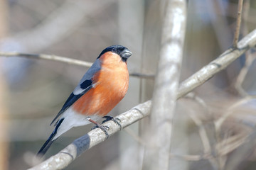 bullfinch bird with colorful plumage on a tree
