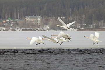 beautiful white swans in the early spring
