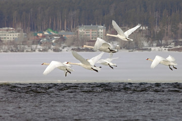 beautiful white swans in the early spring