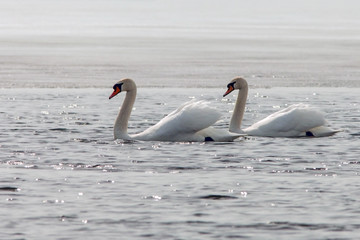 Naklejka na ściany i meble beautiful white swans in the early spring