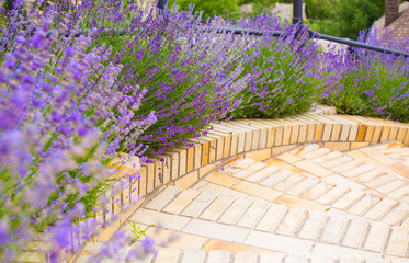 lavender bush in the garden, yellow tile path, stairs.