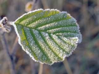 green leaf covered with frost