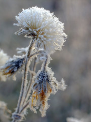 the flowers are covered with frost
