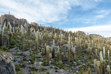 Incahuasi Cactus Island in Salar de Uyuni salt flat - Potosi Department, Bolivia