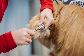 Fototapeta premium Yorkshire terrier with grooming master in salon
