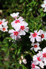 春イメージ　シバザクラ