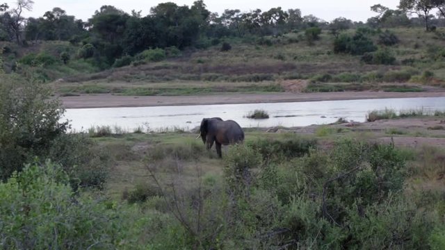 ELEPHANT Walks alone along banks of the Crocodile river on the border of Kruger National Park South Africa