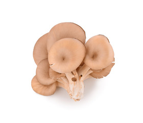 angel mushrooms isolated on white background