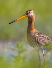 Black-tailed Godwit wader bird standing in water and looking in camera