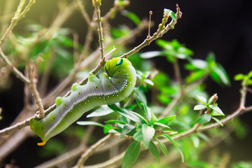 hawk-moth (Daphnis nerii, Sphingidae) caterpillar climbing eat plant