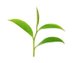 leaves Fresh green tea with drops of water