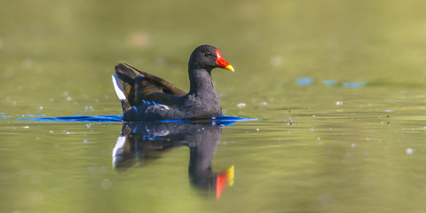 Common moorhen swimming in water