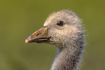 Fototapeta premium Cute bird Head of Greylag goose chick