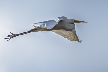 Flying Great white egret