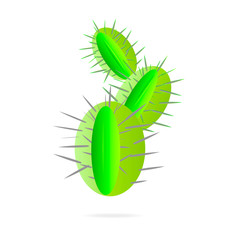 Indoor plant round green cactus on white background