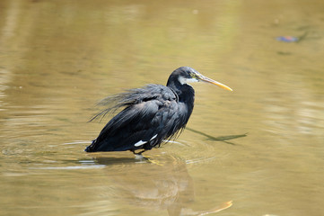 Indischer Reiher