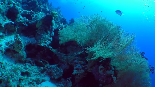 The camera approaches the picturesque bush of Gorgonian fan coral (Subergorgia mollis).
