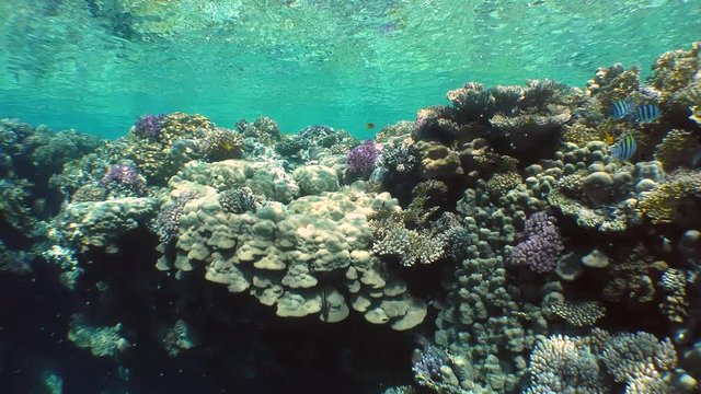 The camera moves along the brightly colored top of the coral reef.

