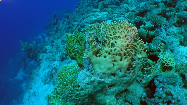 Approach the camera to the thickets of Net Fire Coral (Millepora dichotoma) over which bright fish float.
