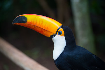 Colorful tucan