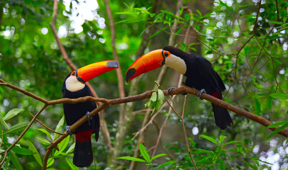Colorful tucan
