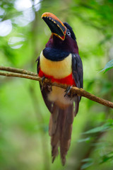 Colorful tucan