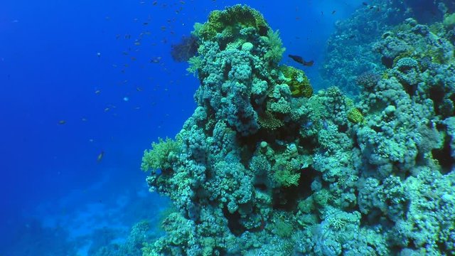 The camera is approaching a picturesque ledge of a coral reef covered with various kinds of corals.
