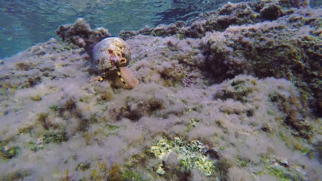Triton Snail And Mediterranean Moray Underwater
