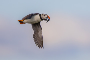 Puffin flying fish