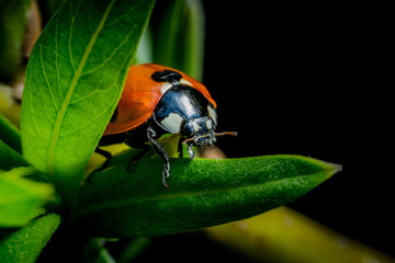 Naklejka premium Ladybug macro photo