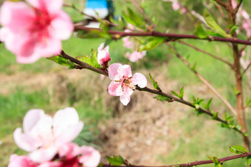Fototapeta na wymiar Bee on peach flower. Beekeeping