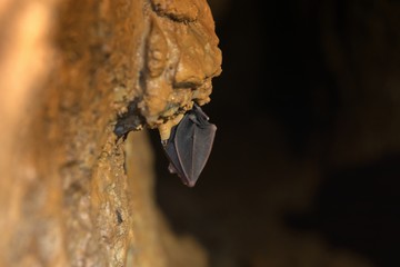 Bat sleeping in the cave