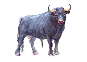 Watercolor single bull animal isolated on a white background illustration.

