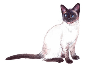 Watercolor single Cat animal isolated on a white background illustration.
