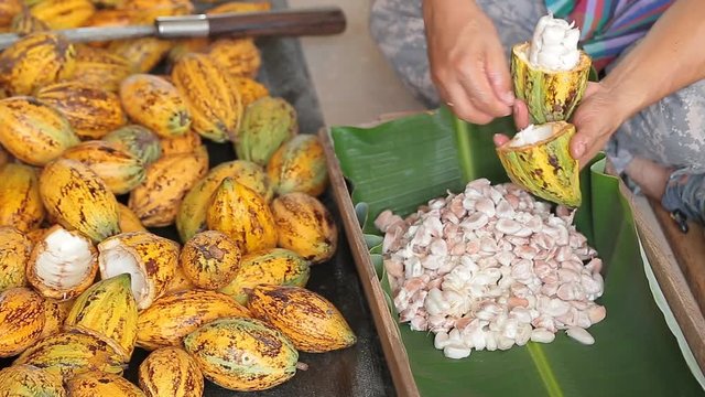 man holding a ripe cocoa fruit with beans inside and Bring seeds out of the sheath.