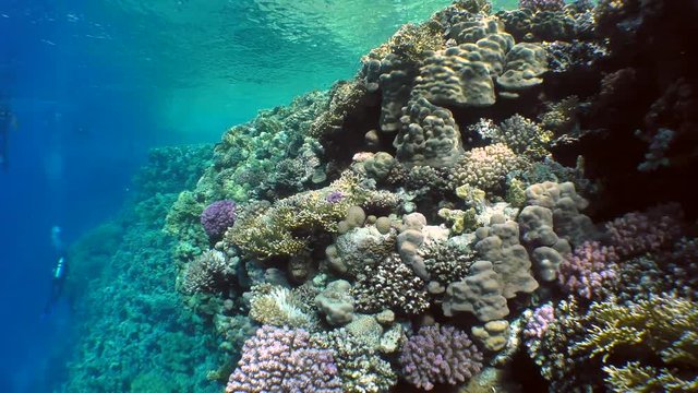 The camera moves along the top of a coral reef covered with various bushes of corals.
